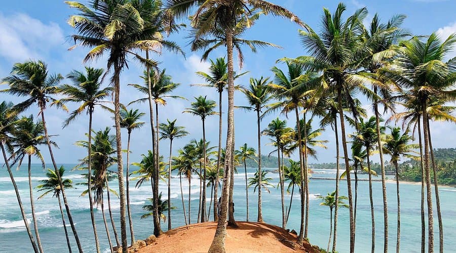Coconut Tree Hill